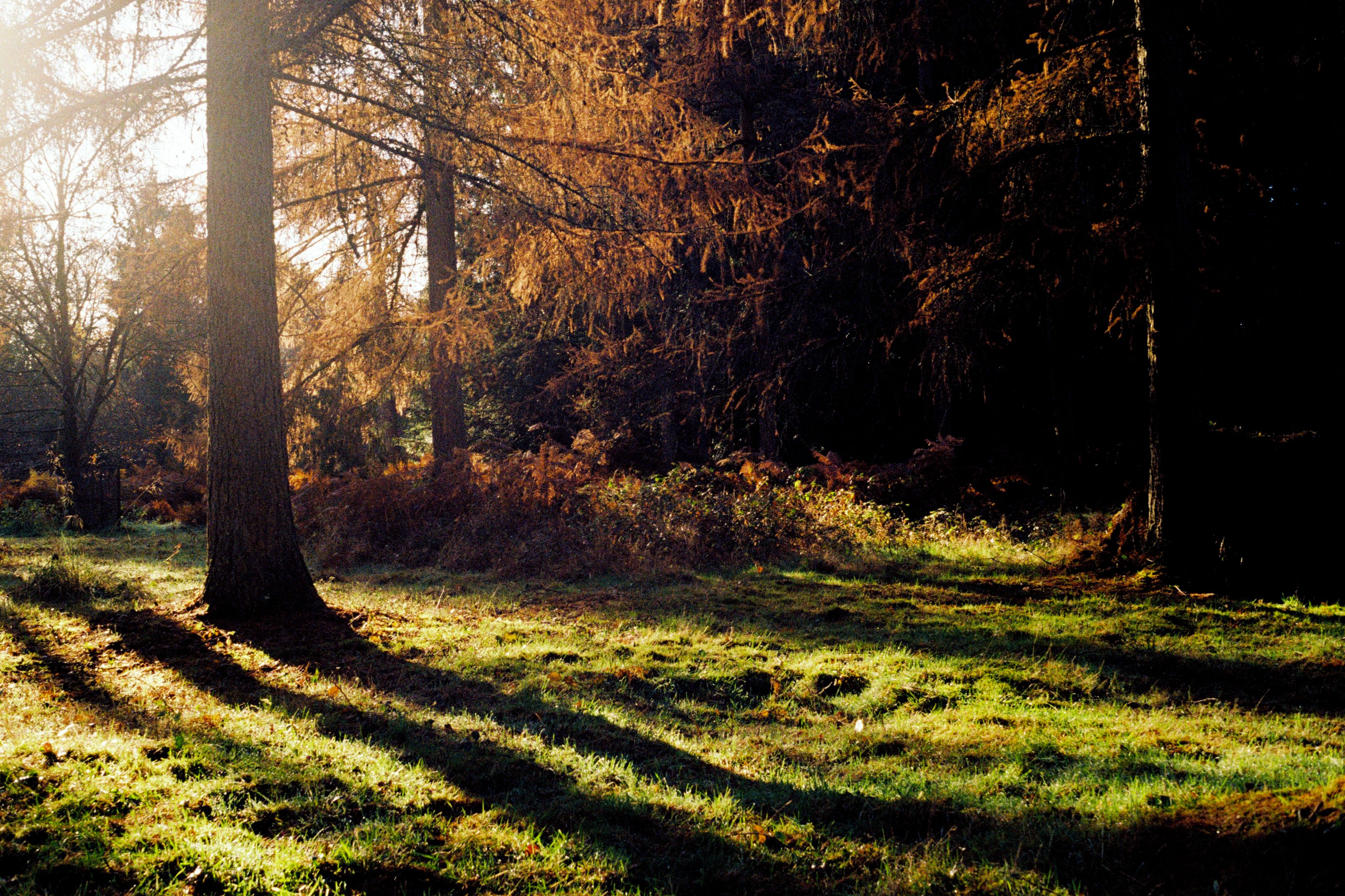 brown trees on green grass field during daytime